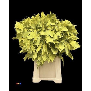 Quercus Klb Frosted Yellow 80cm GK