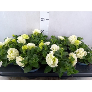 Petunia  'Fortunia'   ...