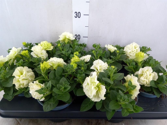 <h4>Petunia  'Fortunia'   ...</h4>
