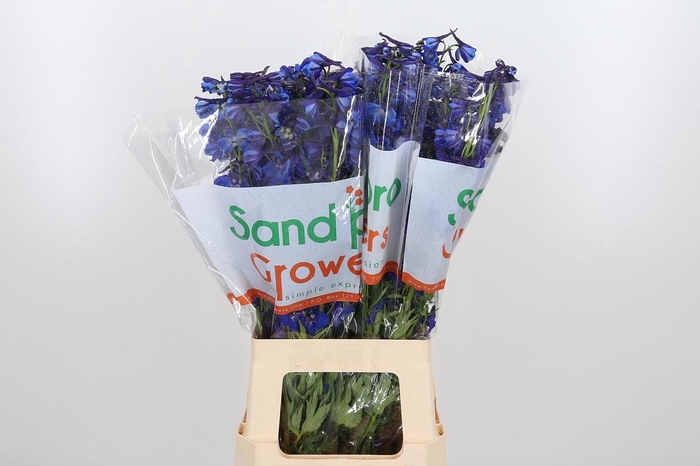 <h4>Delph En Donna</h4>