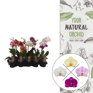 Your Natural Orchid | 3-5 Mix | Phalaenopsis 1 spike