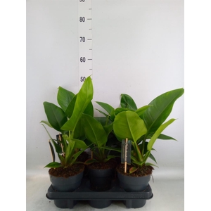 Philodendron  'Imperial Green'