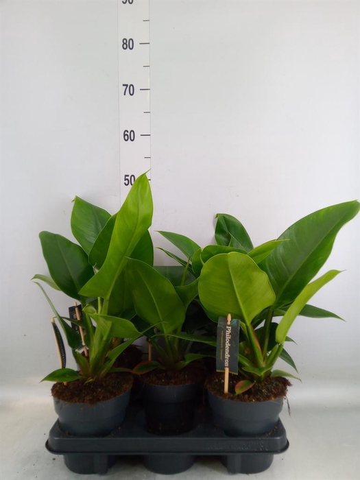 <h4>Philodendron 'Imperial Green'</h4>