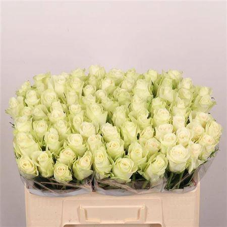 <h4>R Gr Athena</h4>