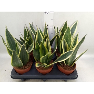 Sansevieria  'Star Canary'