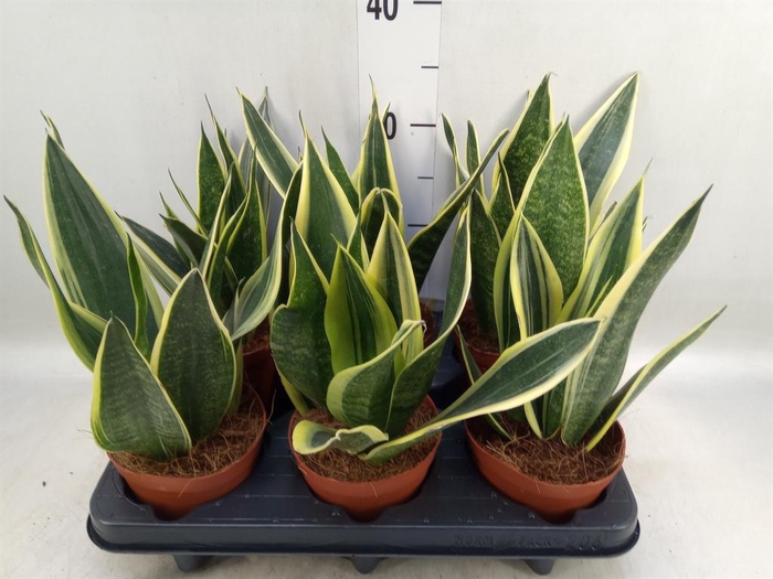 <h4>Sansevieria  'Star Canary'</h4>