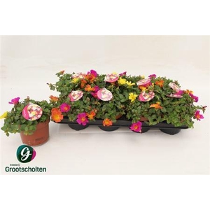 Portulaca gemengd in pot