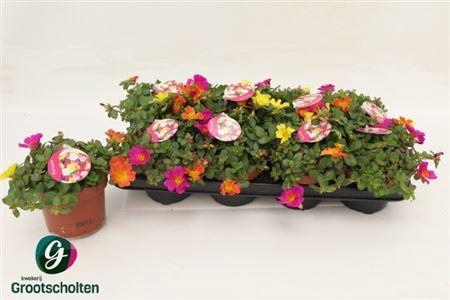 <h4>Portulaca gemengd in pot</h4>