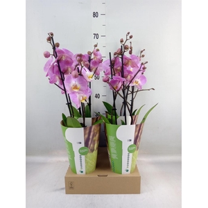 Phalaenopsis   ...rose