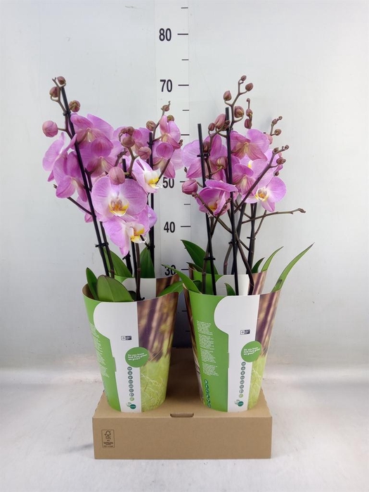 <h4>Phalaenopsis ...rose</h4>