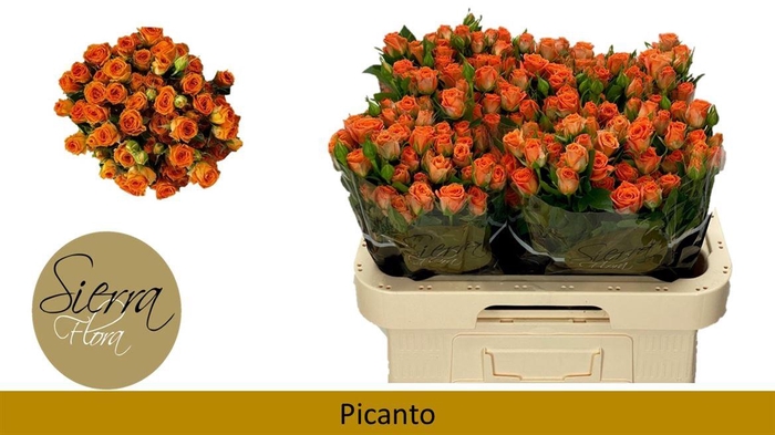 <h4>R Tr Picanto</h4>