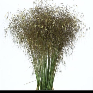 STIPA GIGANTEA