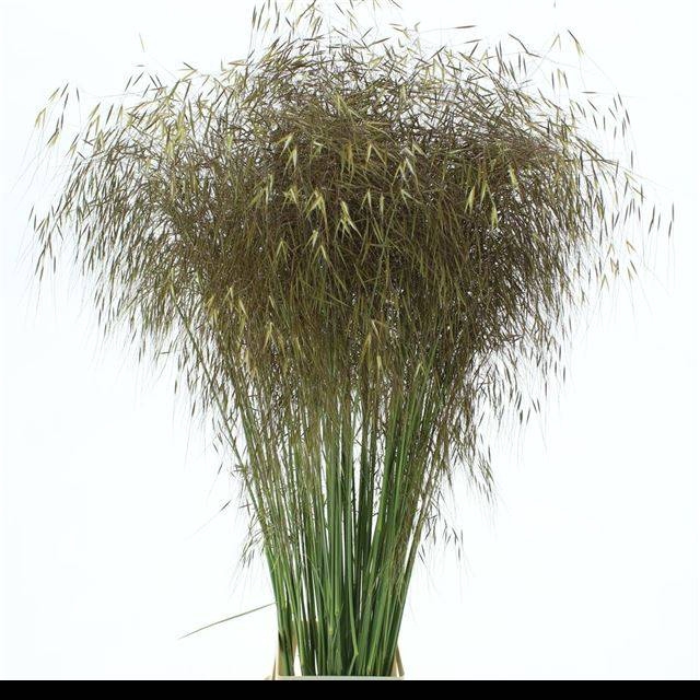 <h4>STIPA GIGANTEA</h4>
