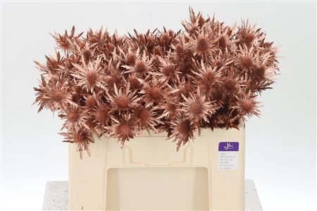 <h4>Eryngium Dyed Copper</h4>