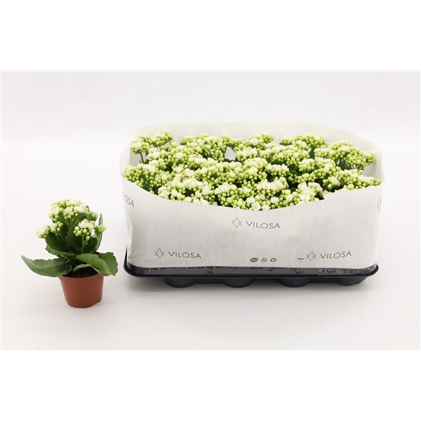 <h4>Kalanchoe Double White, in kraag</h4>