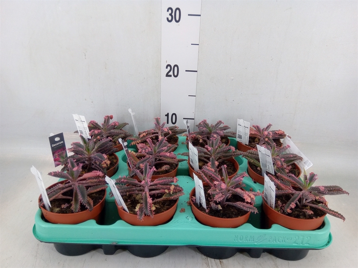 <h4>Kalanchoe NF tubiflora</h4>