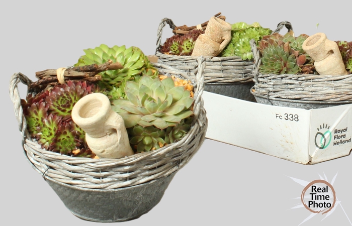<h4>ARR SEMPERVIVUM</h4>
