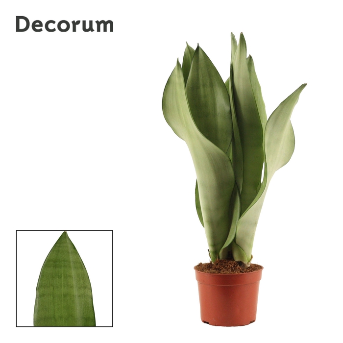 <h4>Sansevieria Moonshine 9 cm (Decorum)</h4>