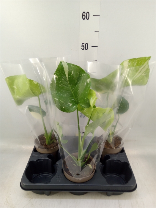 <h4>Monstera delic. 'Thai Constellatio'</h4>