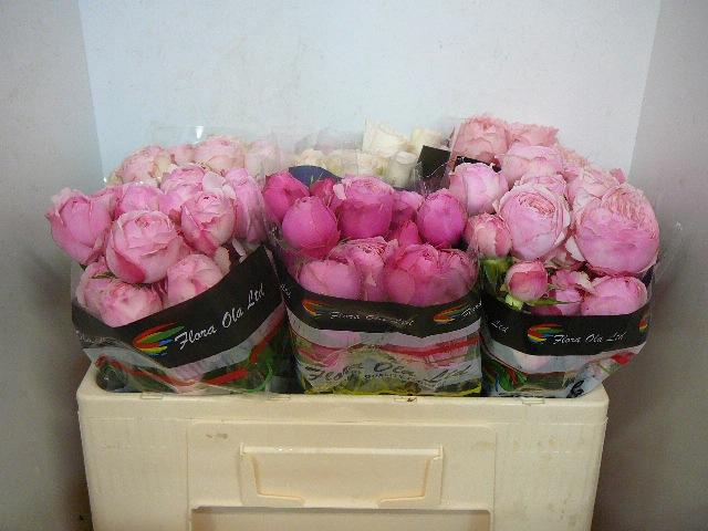 <h4>R TR GEM IN FUST</h4>