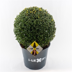 Ilex crenata Dark Green, P32, Bol Ø40cm