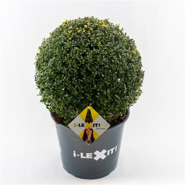 <h4>Ilex crenata Dark Green, P32, Bol Ø40cm</h4>