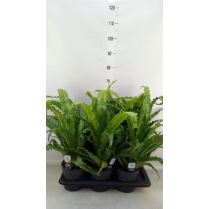 Asplenium antiquum 'Osaka'