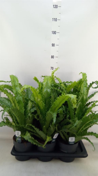 <h4>Asplenium antiquum 'Osaka'</h4>