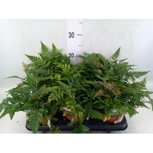 Humata griffithiana var. tyermannii