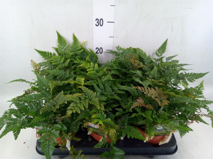 <h4>Humata griffithiana var. tyermannii</h4>