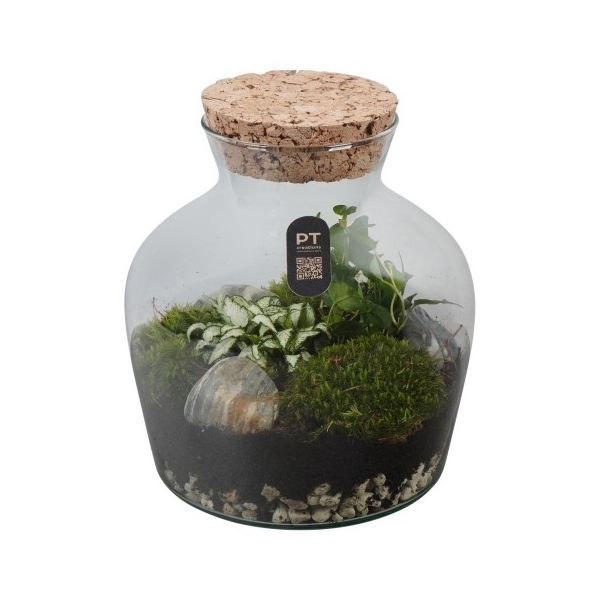 <h4>PTTER8106 Arrangement terrarium in glazen terrarium</h4>