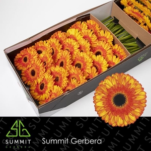 Gerbera Spotlight Doos