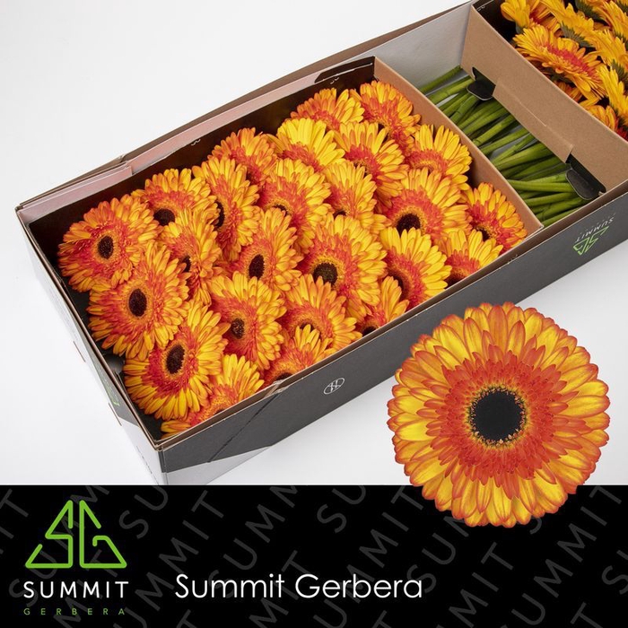 <h4>Gerbera Spotlight Doos</h4>