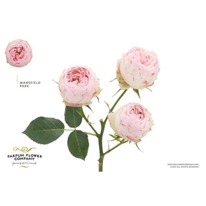 Rosa spray mansfield park