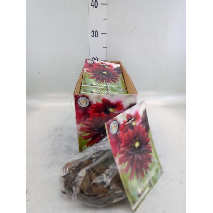 <h4>Dahlia   ...flowerbulbs</h4>