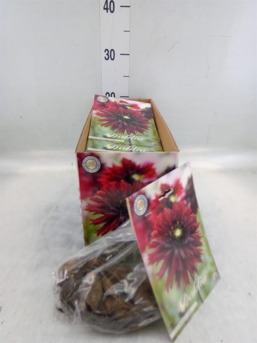 <h4>Dahlia   ...flowerbulbs</h4>