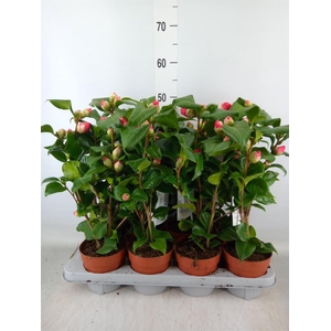 Camellia japonica 'Dr King'