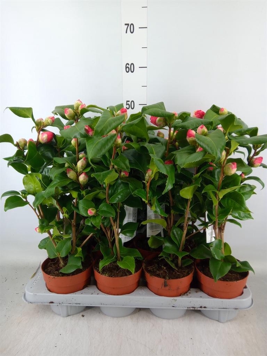 <h4>Camellia japonica 'Dr King'</h4>