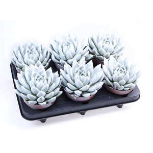 ECHEVERIA VELVET WHITE P12