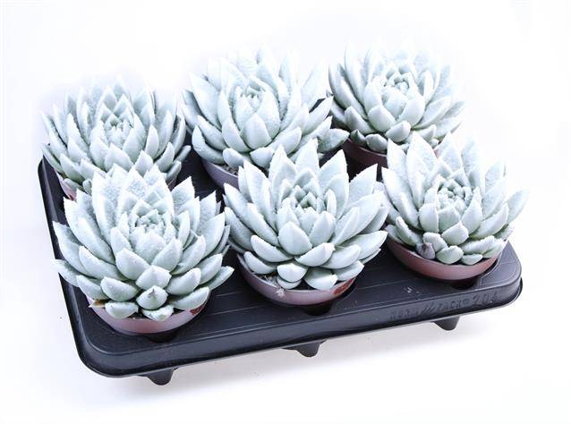 <h4>ECHEVERIA VELVET WHITE P12</h4>