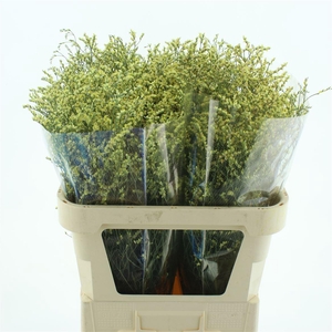 Limonium Abs Dark Yellow