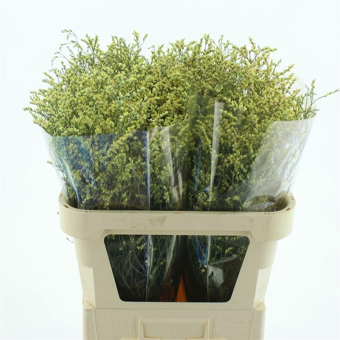 <h4>Limonium Abs Dark Yellow</h4>