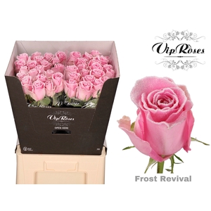R Gr Vip Frost Revival