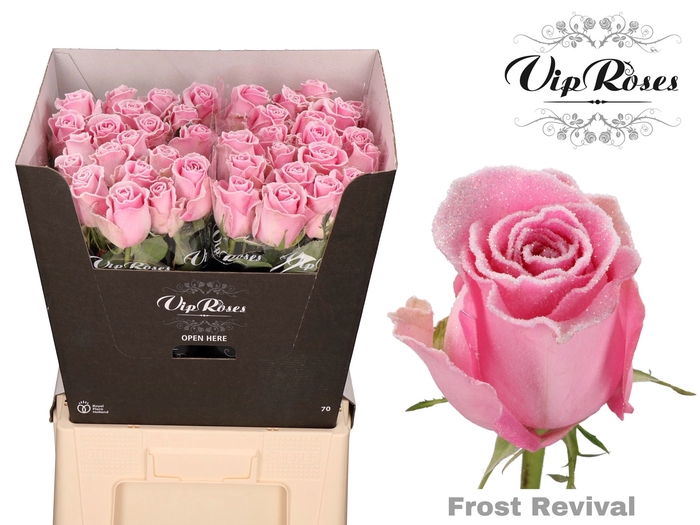 <h4>R Gr Vip Frost Revival</h4>