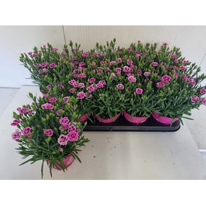 DIAN DI PINK KISSES