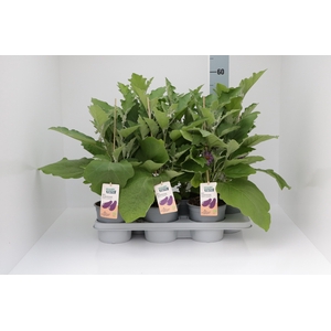 AUBERGINE PLANTEN