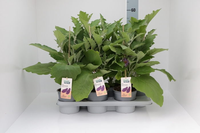 <h4>AUBERGINE PLANTEN</h4>