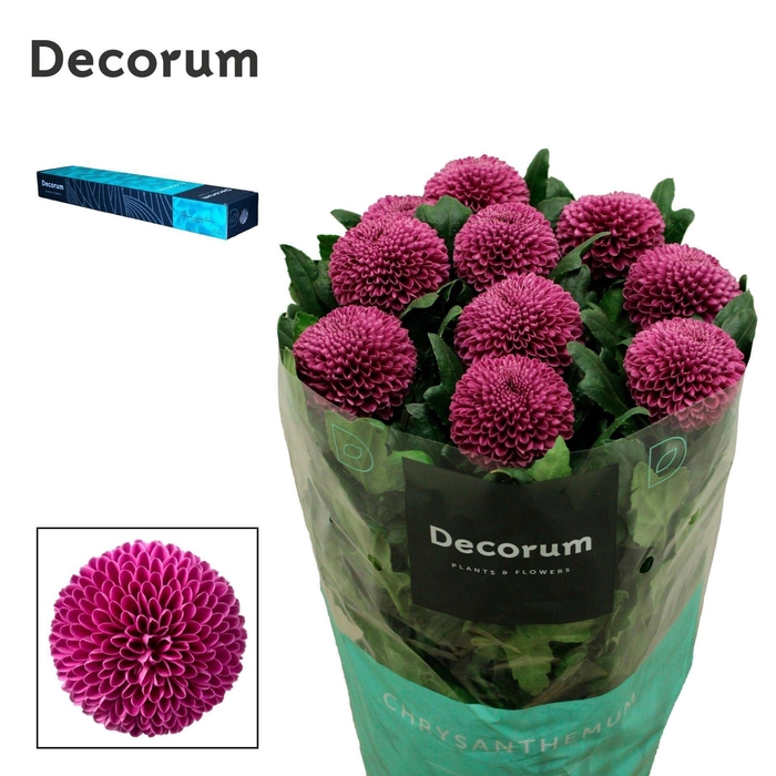 <h4>CHRYSANTHEMUM PL 'ROXO'</h4>