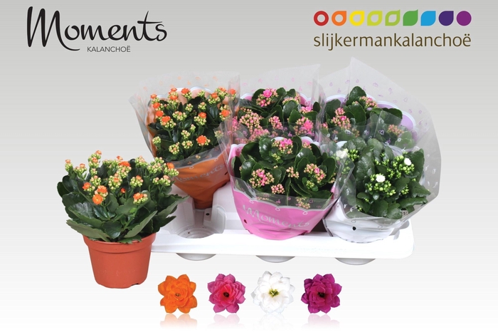 <h4>KAL GE GEM 4 KL</h4>