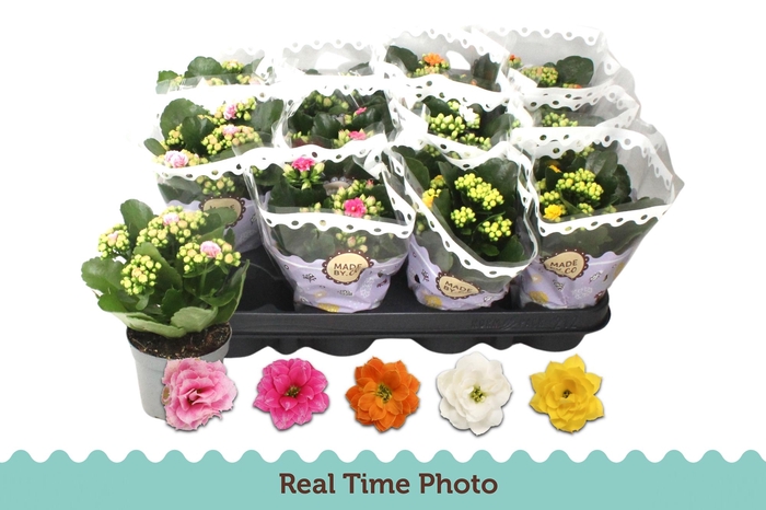 <h4>KAL GE GEM 5 KL</h4>